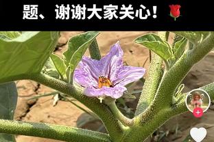 中规中矩！贾马尔-穆雷半场10中4拿到11分3板4助